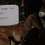 Catering Jasa Aqiqah di Sangkrah Pasar Kliwon Solo – 0822-4333-6603